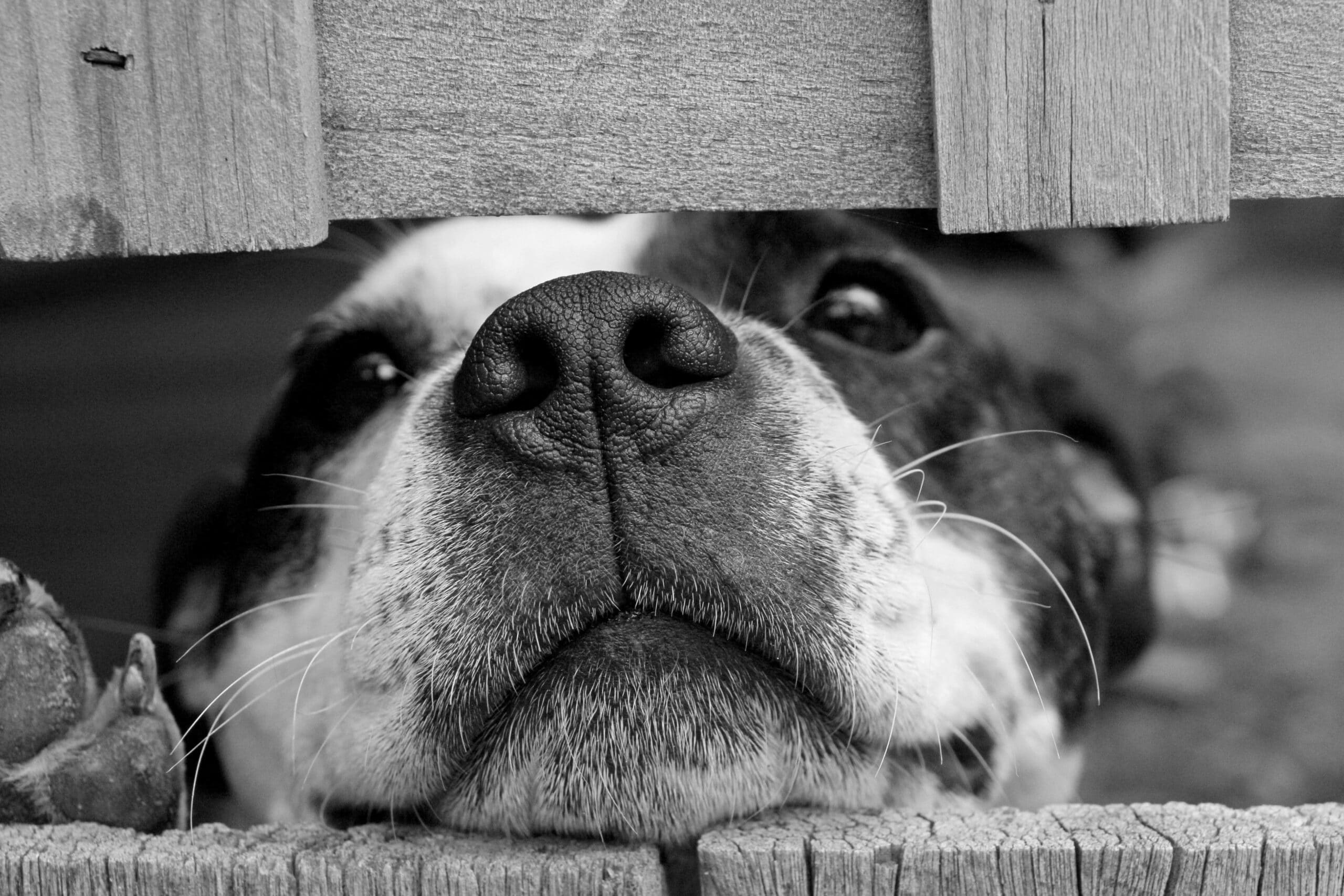 COMMENT LE CHIEN A CONQUIS LE MONDE - Ô Croc Mignon